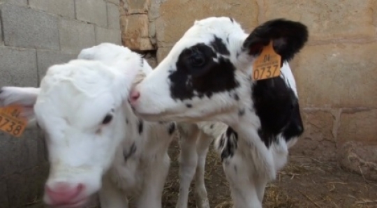 Baby calves