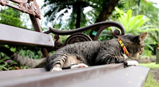 Bench cat