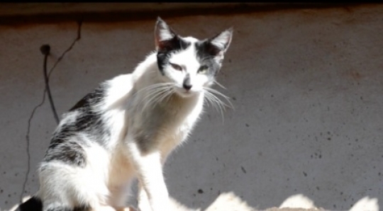 Black and white cat