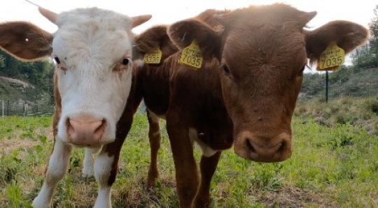 Calves close up