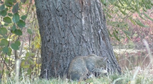 Cat at the tree