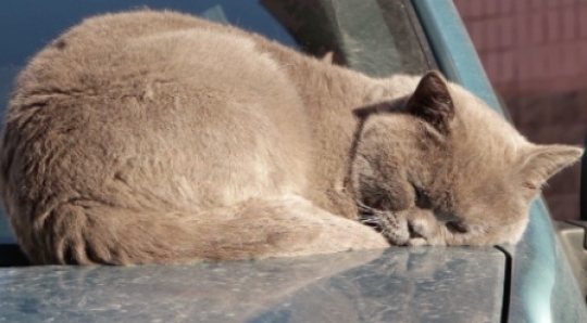 Cat sleeping on car