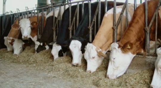 Cattle feeding