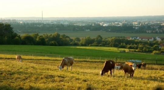 Cattle grazing