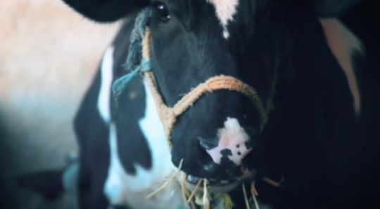 Cow close up