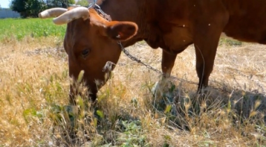 Cow grazing