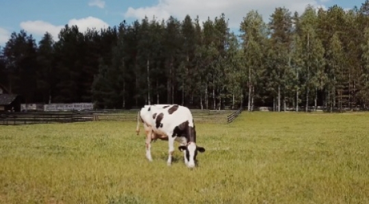 Cow in the field