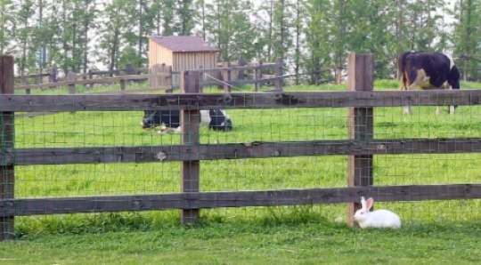 Cows in the field