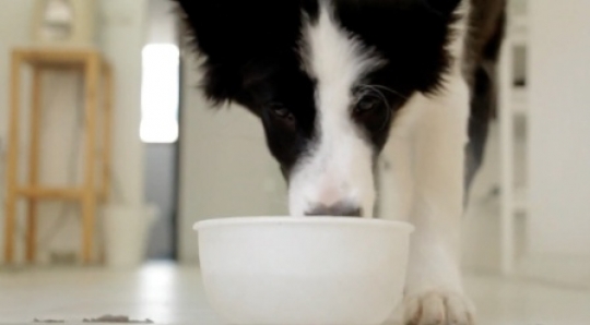 Dog at the bowl