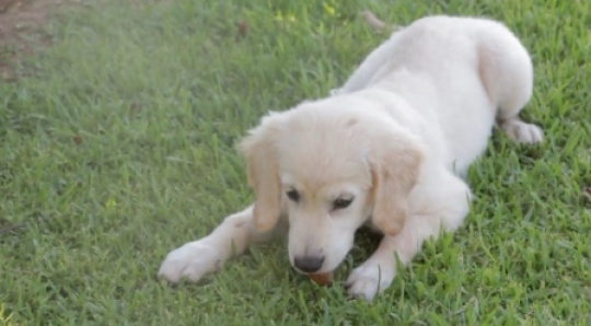 Dog in the grass