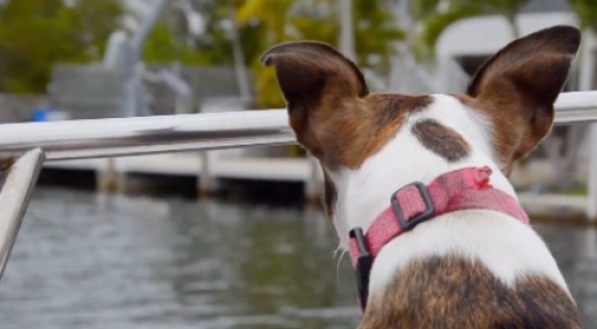 Dog on boat