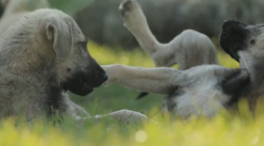 Dogs playing at rest