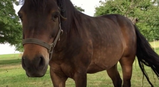 Horse close up