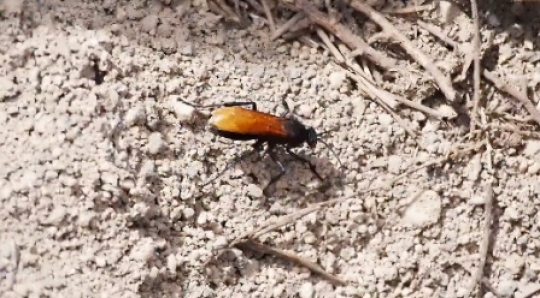 Insect - Beetle