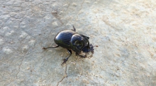 Insect - Beetle 3