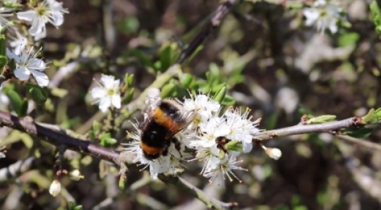 Insect - Bumble bee