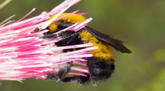 Insect - Bumble bee 2