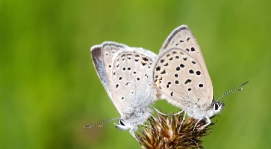 Insect - Butterflies