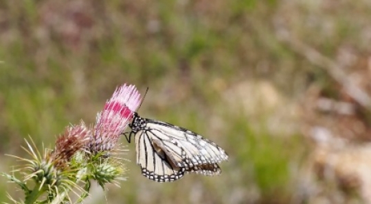 Insect - Butterfly 2