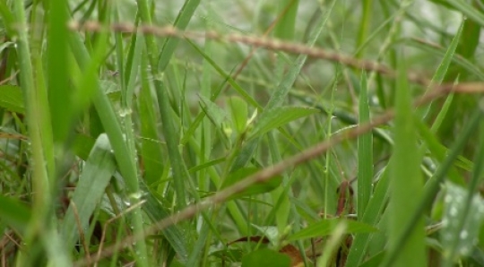 Insect - Grasshopper