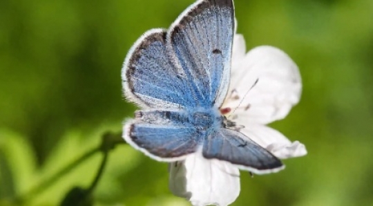 Insect - Greenish blue butterfly