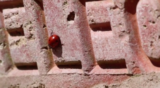 Insect - Ladybug