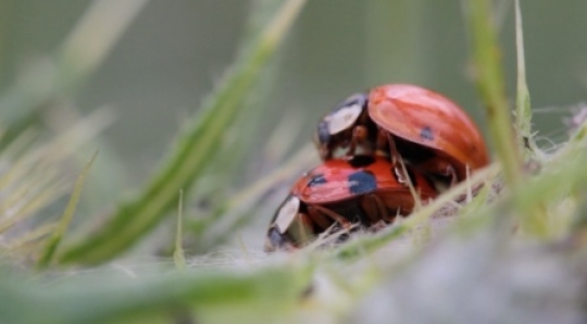 Insect - Ladybug 2