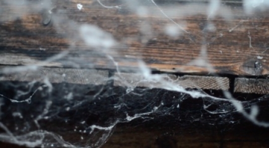 Insect - Spider web