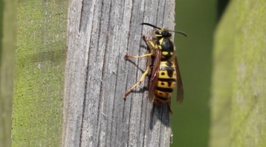 Insect - Wasp