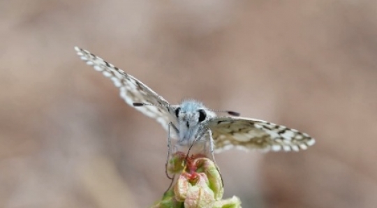 Insect - White checkered skipper moth