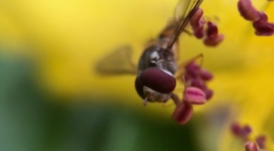 Insects - Hoverfly