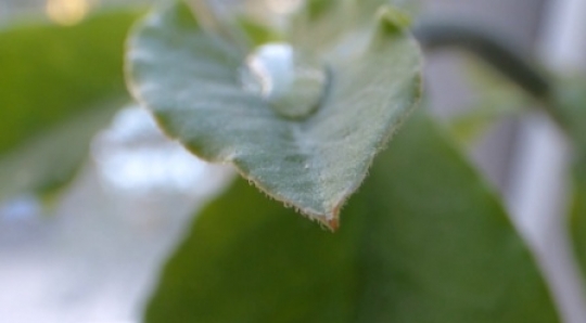 Leaf water drops