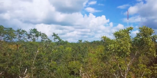 Mexico Cenote Jungle