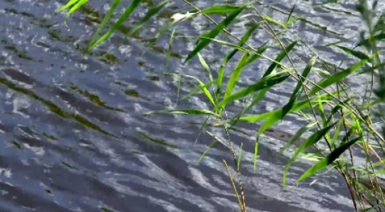 Nature -  Reed