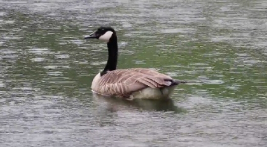 Nature - Goose