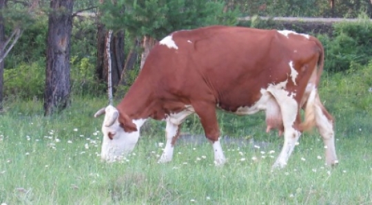 Red cow grazing