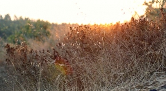 Travel - Grasses