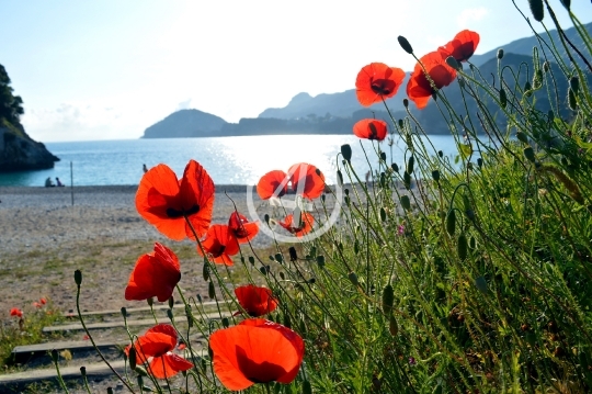  Coastal poppies