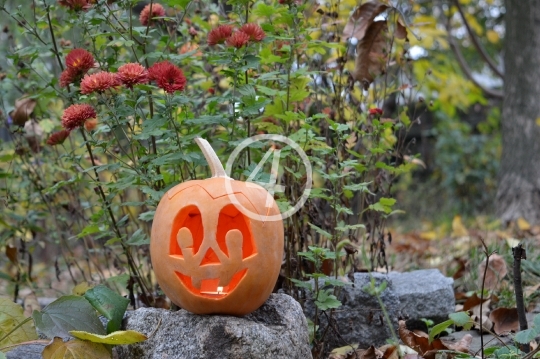  Forest pumpkin