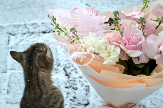  Kitty flowers