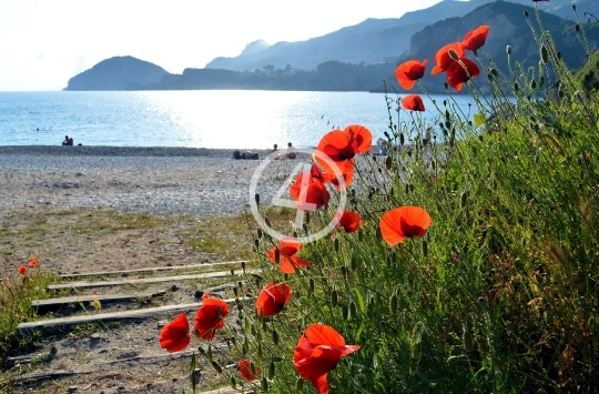  Poppies in Greece