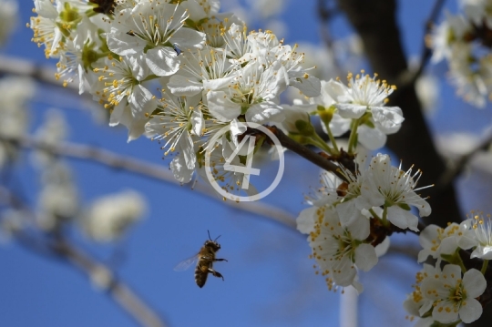 Apple blossom