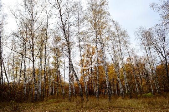 Autumn forest