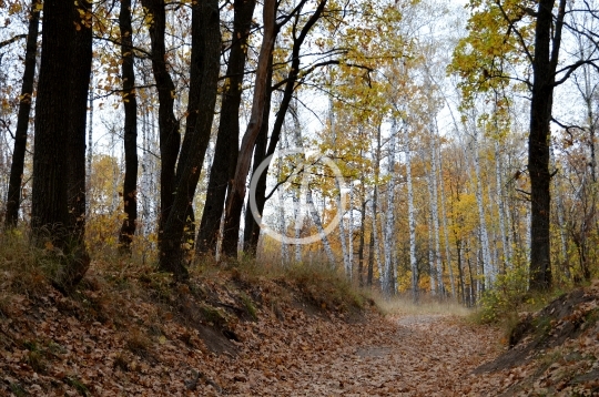 Autumn forest