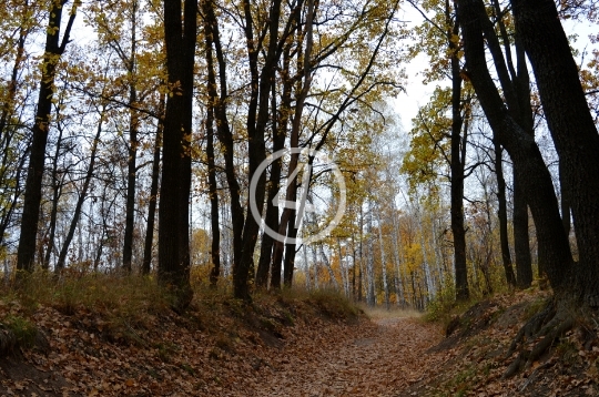 Autumn forest