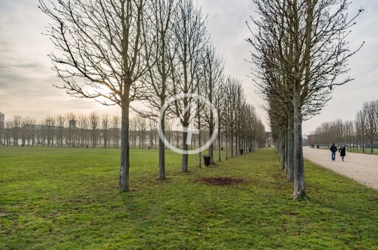 Autumn tree border walkway