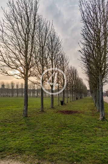 Autumn tree double border