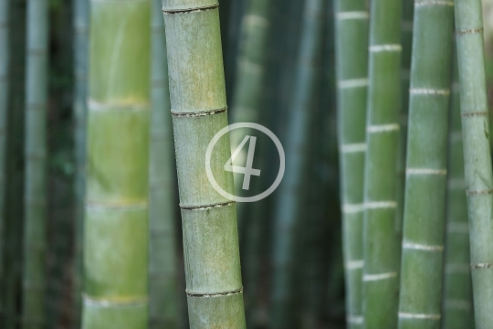 Bamboo