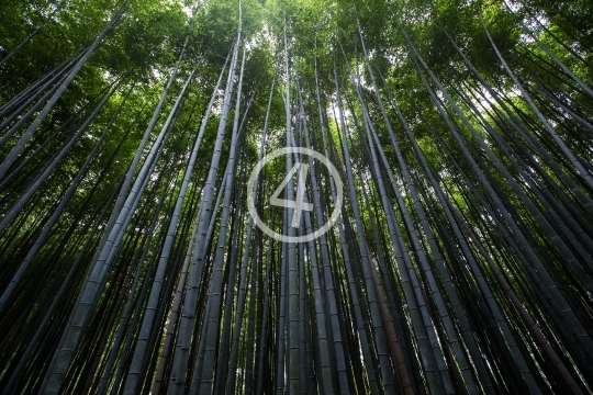 Bamboo forest