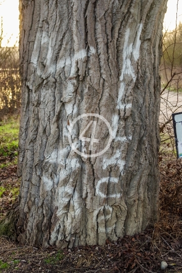 Bark graffiti 